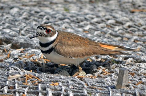 Coloring Page Ohio Summer Residents Killdeer Great Parks Of