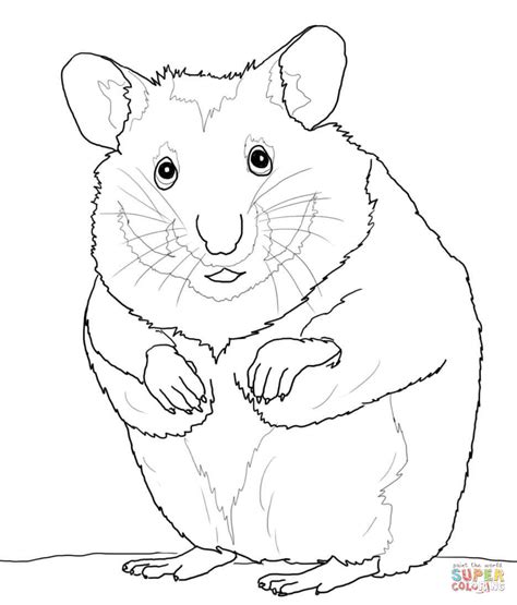Hamster Printable Coloring Pages