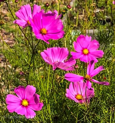 How To Grow Cosmos Flowers The Complete Guide Gardening4joy