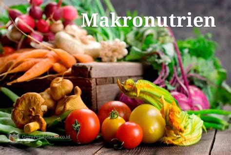 Makronutrien Pengertian Jenis Fungsi Dan Metabolisme