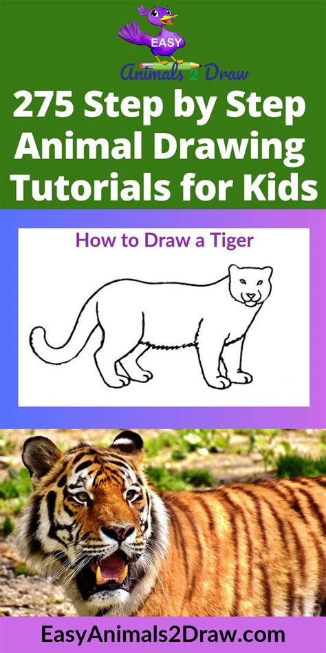 Draw the cheekbones and shaggy cheeks of our tiger. How to Draw a Tiger step by step Part 3 | Easy animals, Drawing tutorials for kids, Drawings