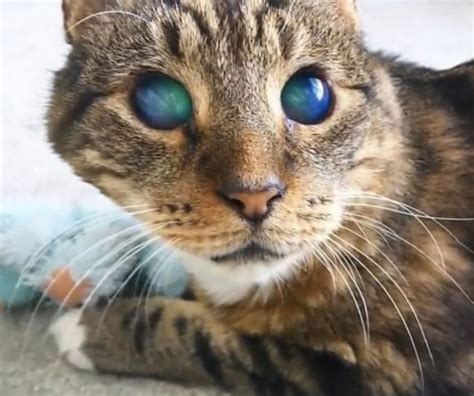 Color blindness is a deceptive term, since dichromats are not blind to colors, they are blind to some. This blind cat looks like he can tell you secrets of the ...