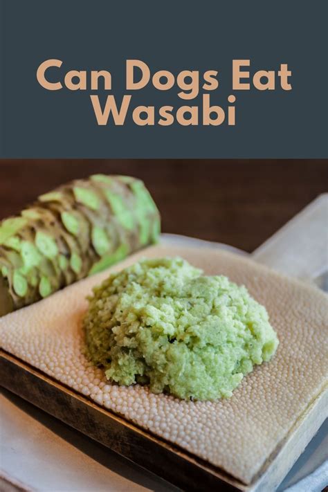 Can Dogs Eat Wasabi Can Dogs Eat Dog Eating Food