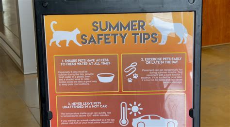 Keeping Your Pets Safe This Summer Kyma