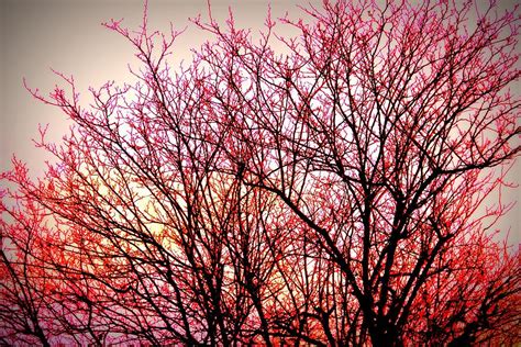 Nude Trees 2 Photograph By Gerry Wendel Fine Art America