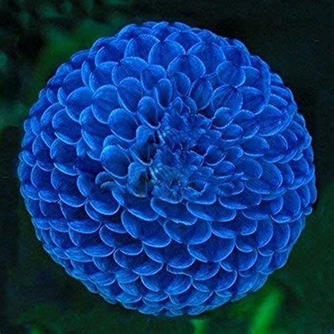2pcs Unique Blue Fireball Dahlia Bulbs Beautiful Flower