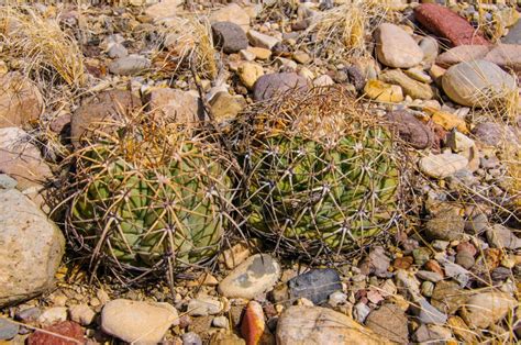 14 Types Of Barrel Cactus With Pictures House Grail