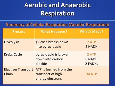 Anaerobic Respiration Vs Aerobic