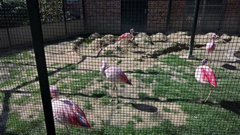 Flamingo Aviary Zoochat