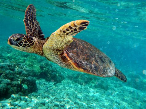 Green Sea Turtles Swimming Images Pictures Becuo