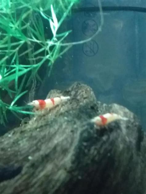Crystal Red Shrimp Sexing Care Feeding And Breeding The Shrimp Spot