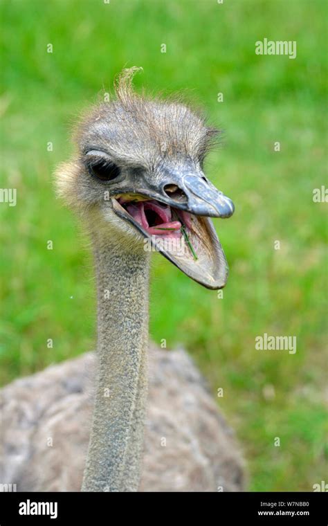 Ostrich Mouth Hi Res Stock Photography And Images Alamy