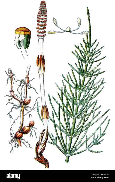 Field Horsetail Or Common Horsetail Equisetum Arvense A Medicinal
