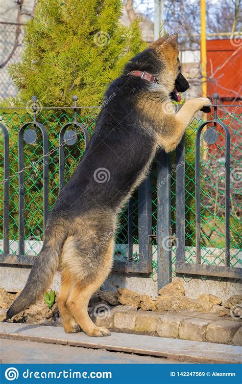 German Shepherd Guarding The Territory Stock Image Image Of Guarding