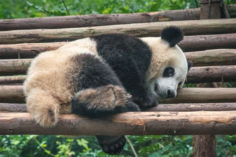 Sleepy Panda By Oleg Gutsol 500px