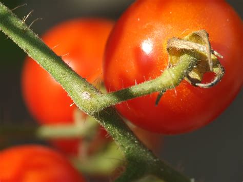 pollinating tomatoes instructables