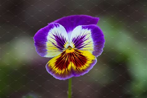 Purple Pansy Flower Photo Nature Stock Photos ~ Creative Market