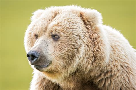 Katmai National Park Grizzly Bear Protrait