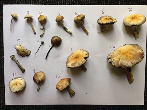 Psilocybin Cubensis Nsw Please Have A Look Mushroom Hunting And