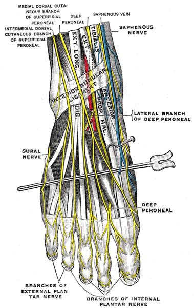 Anatomy Bony Pelvis And Lower Limb Foot Nerves Article