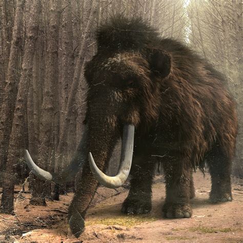 Woolly Mammoths Calming Facts