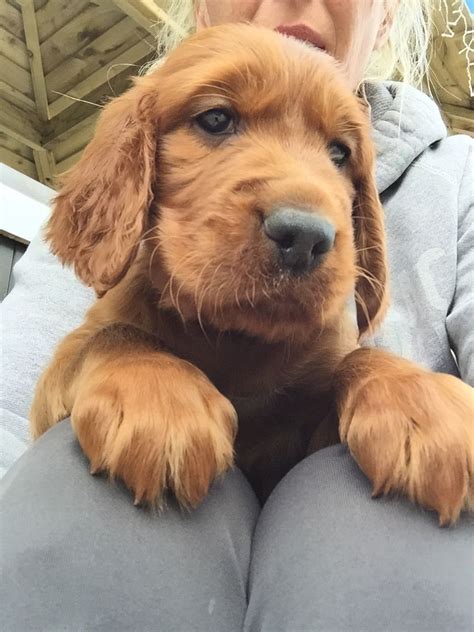 Gorgeous Irish Red Setter Puppies York North Yorkshire Pets4homes