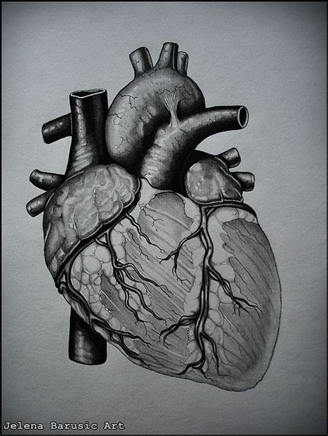 Pin By Danitza Galdámez On Medicine Human Heart Drawing Heart