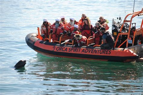 Whale Watching Tour In A Zodiac Boat In Victoria Isla De Vancouver