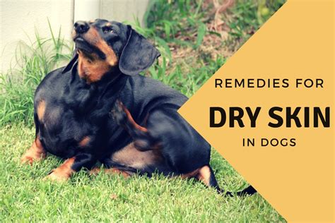 Effective Home Remedies For A Dog With Dry Skin Pethelpful