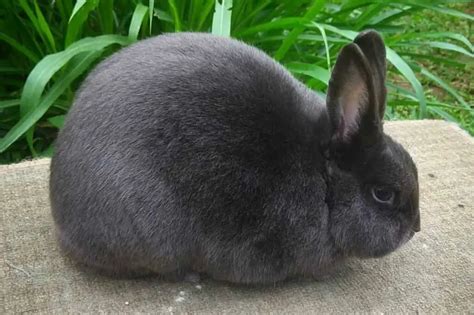 Mini Satin Rabbit Appearance Lifespan Temperament Care Sheet