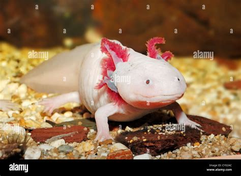 Mexican Salamander Or Mexican Axolotl Ambystoma Mexicanum Native To
