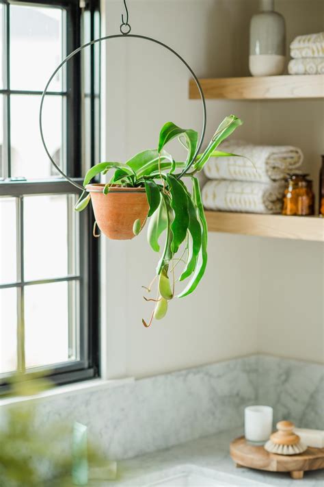A Potted Plant Hanging From The Side Of A Window Sill In A Bathroom