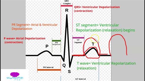 Basic Ekg For The Healthcare Professional 1 Waves And Intervals Youtube