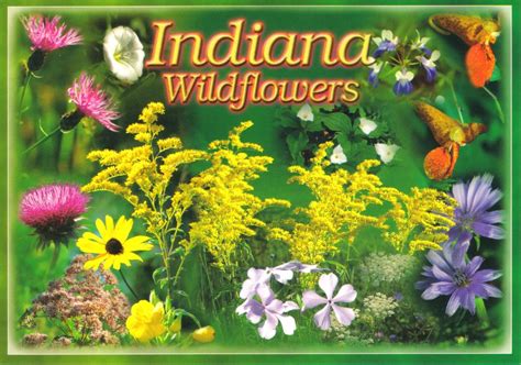 Indiana Wildflowers Postcard Available Erin Flickr