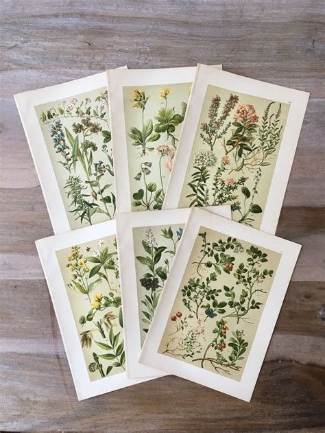 1898 Original Botanical Print Set Of 6 Wildflowers Botanical Etsy