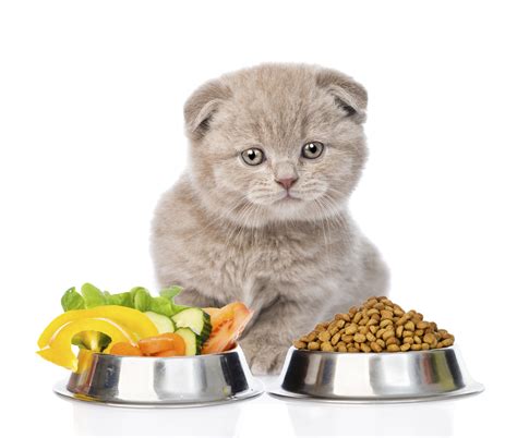 Your choice of cat food can be especially important if you want. Furholics - Getting Your Cat's Diet Right | Pune365