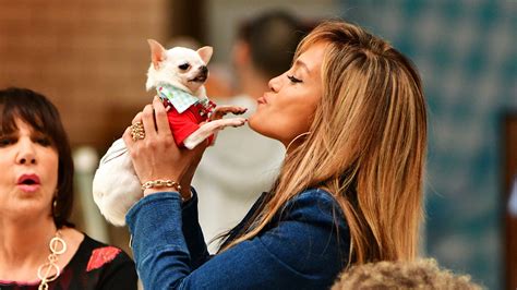 Hustlers Dog Interview Chihuahua Loves Attention And Jennifer Lopez Gq