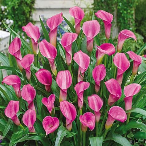 Calla Lily Pink Diamond 2 Bulb Ideal For Pots And Etsy Colorful