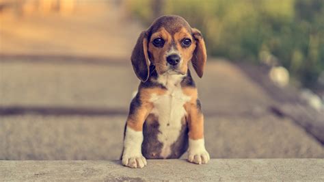 Desktop Wallpapers Puppy Beagle Dog Paws Animals 1366x768