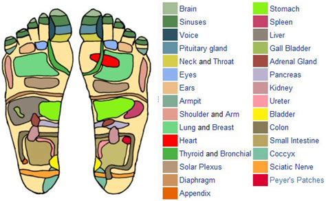 Foot reflexology chart in different styles, that illustrate the acupressure points /reflex zones on the feet soles and their link to organs. 15 Pressure Points on Your Feet (with Pictures) | New ...