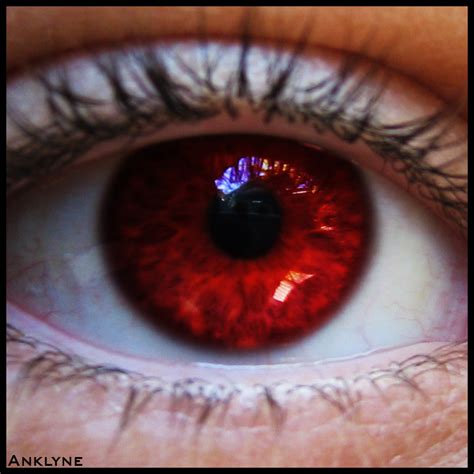 Red Iris By Anklyne On Deviantart