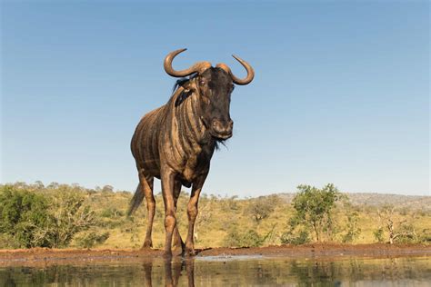 10 Incredible Wildebeest Facts A Z Animals