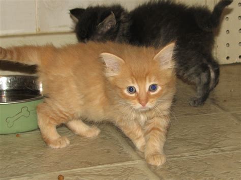 What are your favorite orange cat names from this list? Parhelion (DMH orange tabby female) Adopted - Cat & Kitten ...