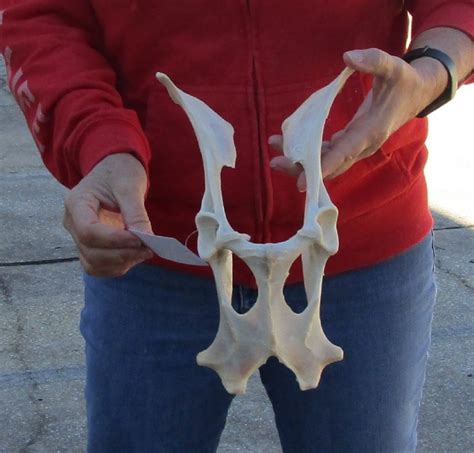 Deer Pelvis Bones