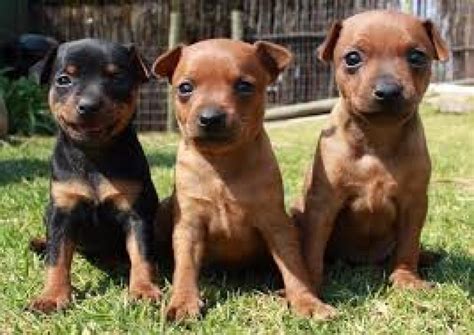 Three Cute Miniature Pinscher Puppies For Sale Offer