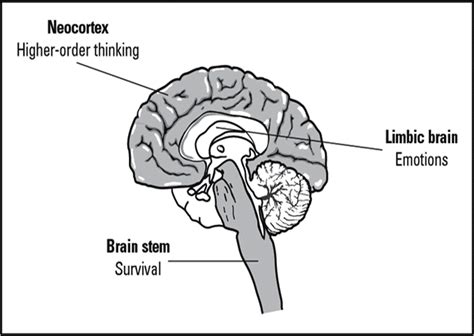 Emotional Intelligence And The Brain — Tim Lane