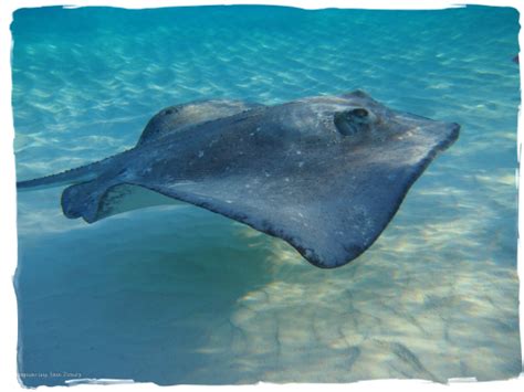 Stingray City & Snorkel Excursions in Grand Cayman: STINGRAY CITY GRAND CAYMAN - 