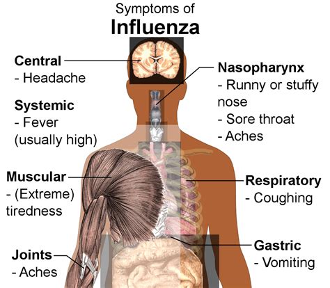 154d Coryza And Influenza Biology Libretexts