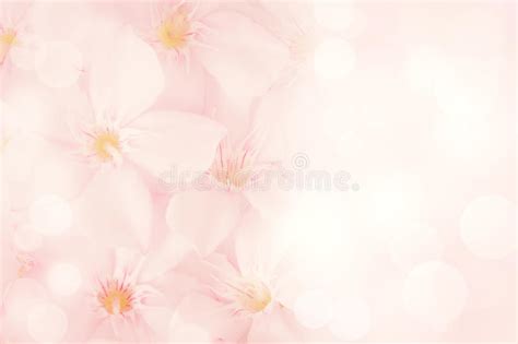 Pink Flower Melinis Repens With Bokeh Background For Valentine Stock