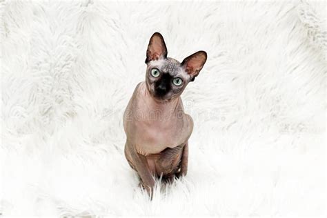 Bald Cat Of The Canadian Sphynx Breed Itches From Food Allergies Rash